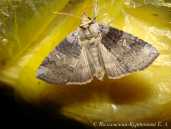 Tethea ampliata (Butler)  Совковидка амплиата